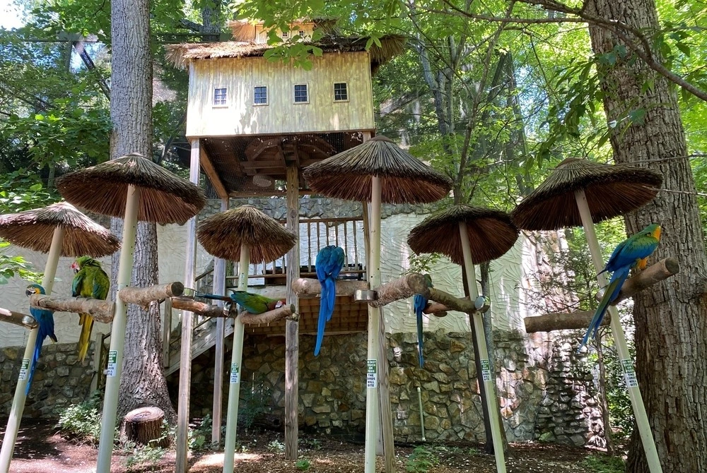 bird exhibit at Parrot Mountain and Gardens in Pigeon Forge
