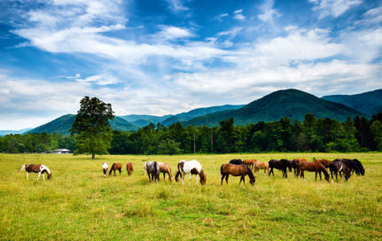 horses in cades cove with mountains in the background
