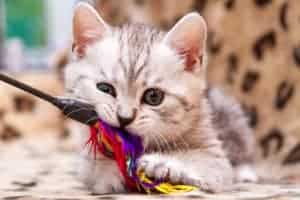 kitten playing with feather toy