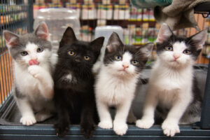4 cat kittens in shop