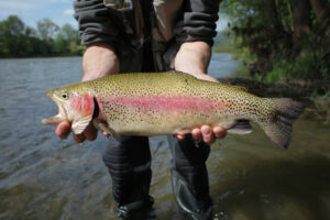 man holding rainbow trout